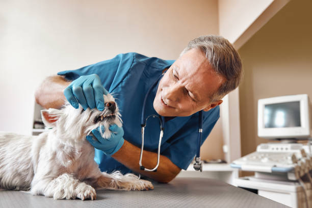 , MI Emergency Dental Service Company